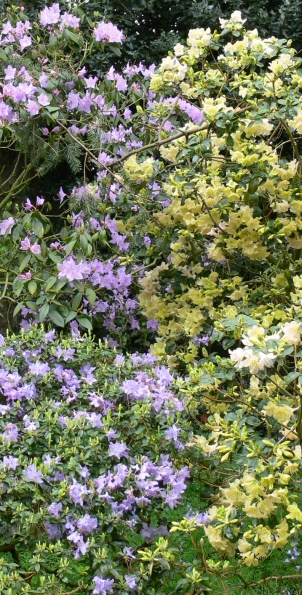 Bois des Moutiers (16) Mai 2012